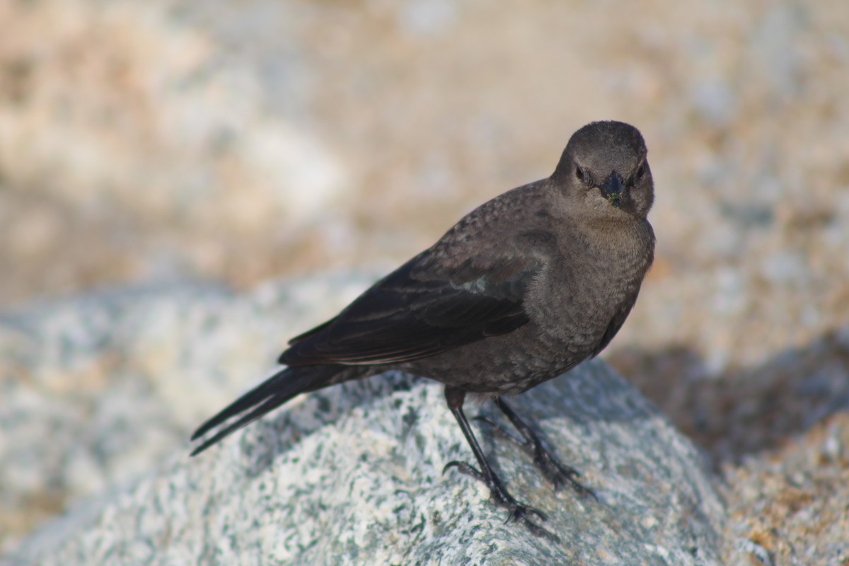 Brewer's Blackbird - ML200571701