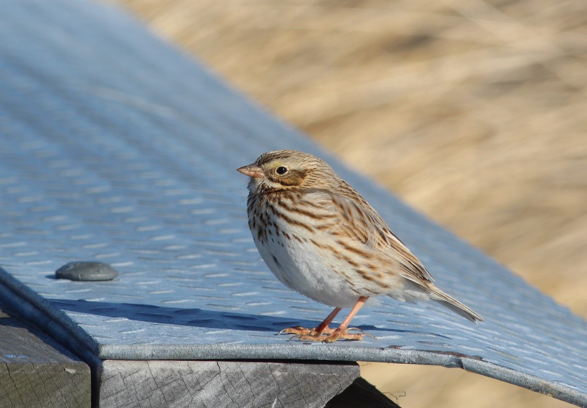 Savannah Sparrow (Ipswich) - Lily Morello
