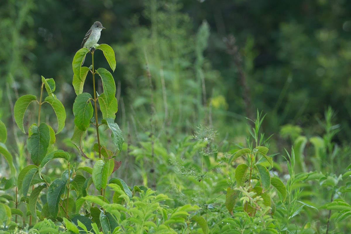 Willow Flycatcher - Chris Wood