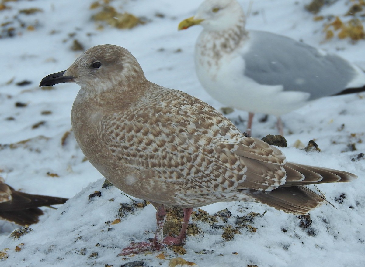 Iceland Gull (Thayer's) - Kent Miller