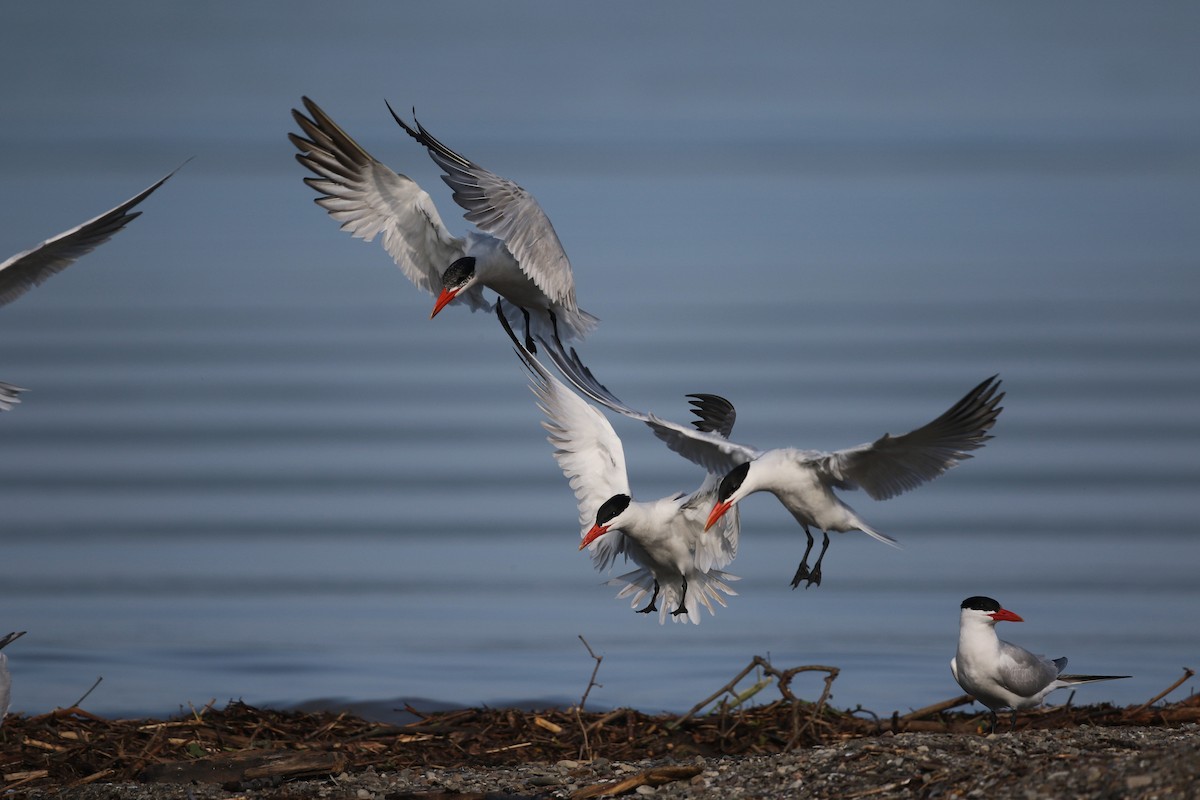 Caspian Tern - ML20057381