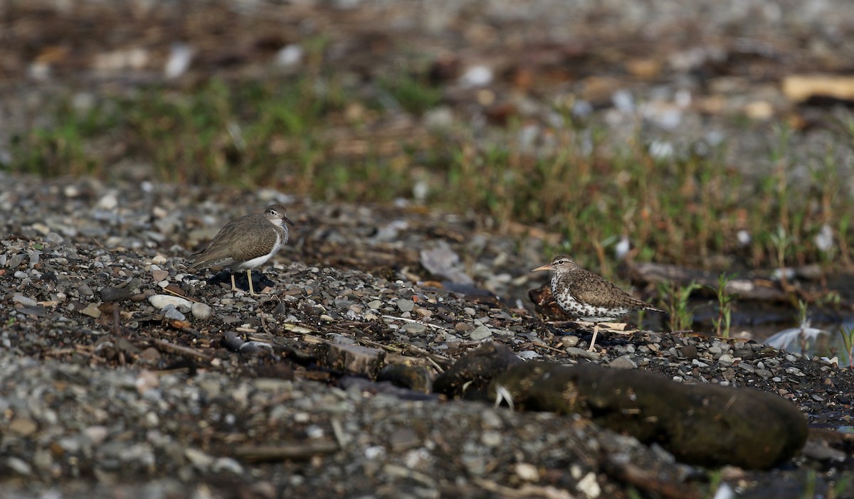 Spotted Sandpiper - ML20057391