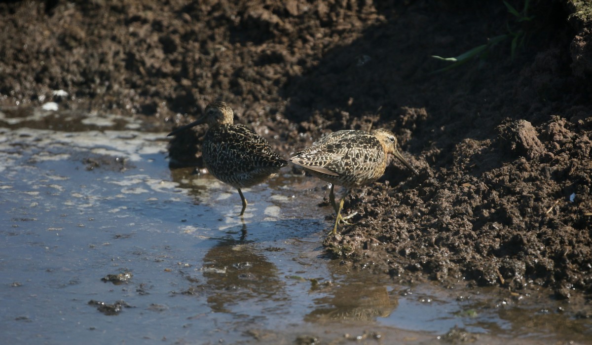 Short-billed Dowitcher - Jay McGowan