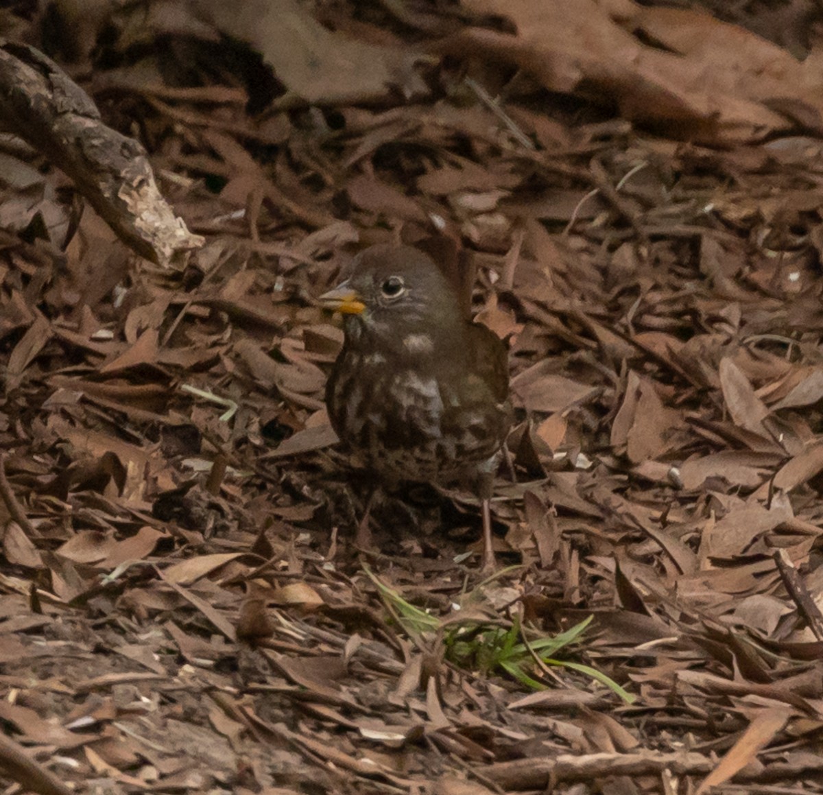 Fox Sparrow - Maury Swoveland