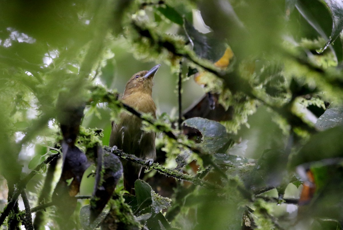 Russet Antshrike (Tawny) - ML200575961