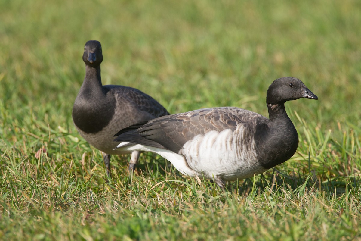 Brant (Atlantic) - Chris Wood