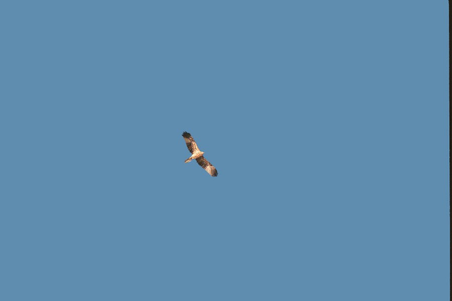 Клинохвостый орёл - ML200578851