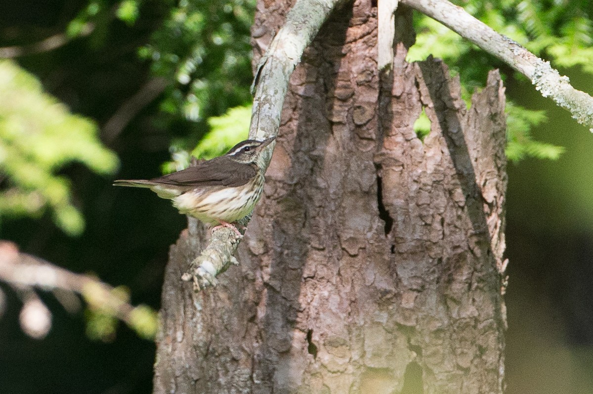 Louisiana Waterthrush - Chris Wood