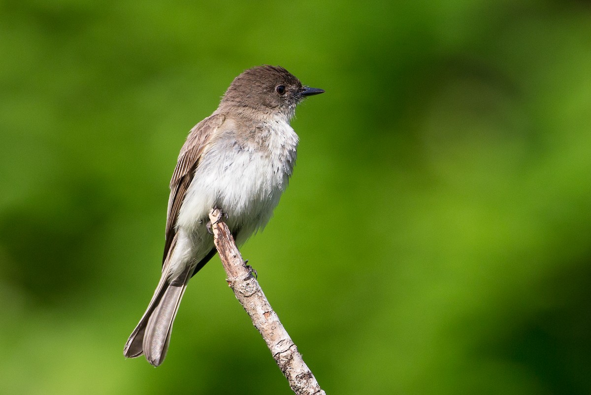 Eastern Phoebe - ML20057931