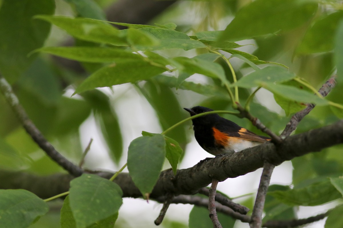 American Redstart - Jay McGowan