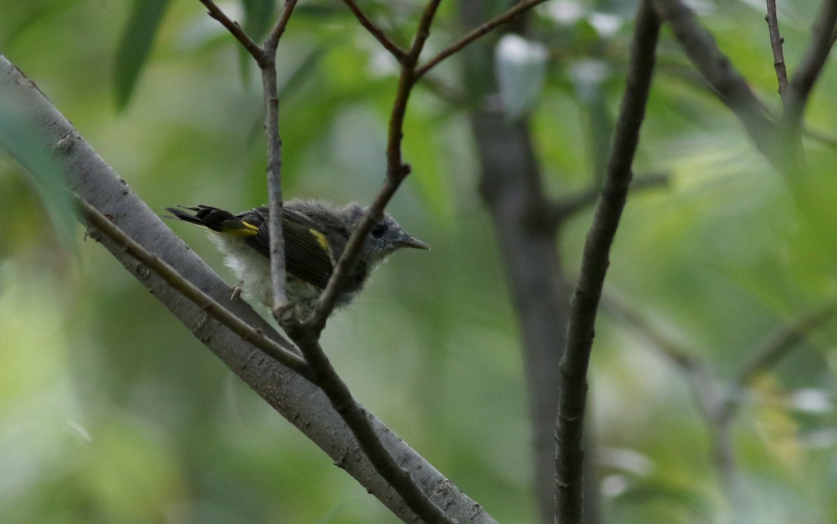 American Redstart - ML20058101