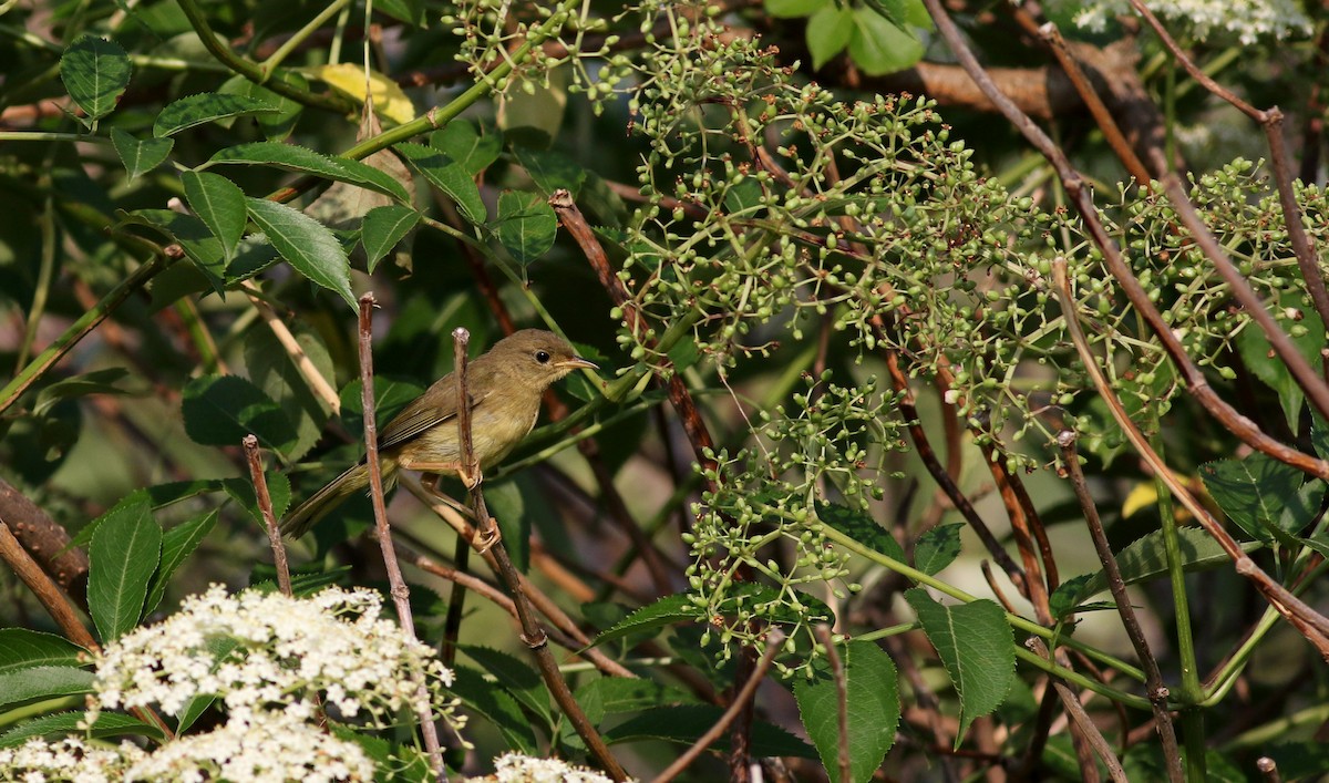 Common Yellowthroat - ML20058111