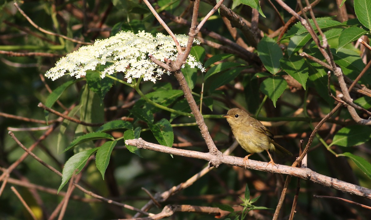 Common Yellowthroat - ML20058121