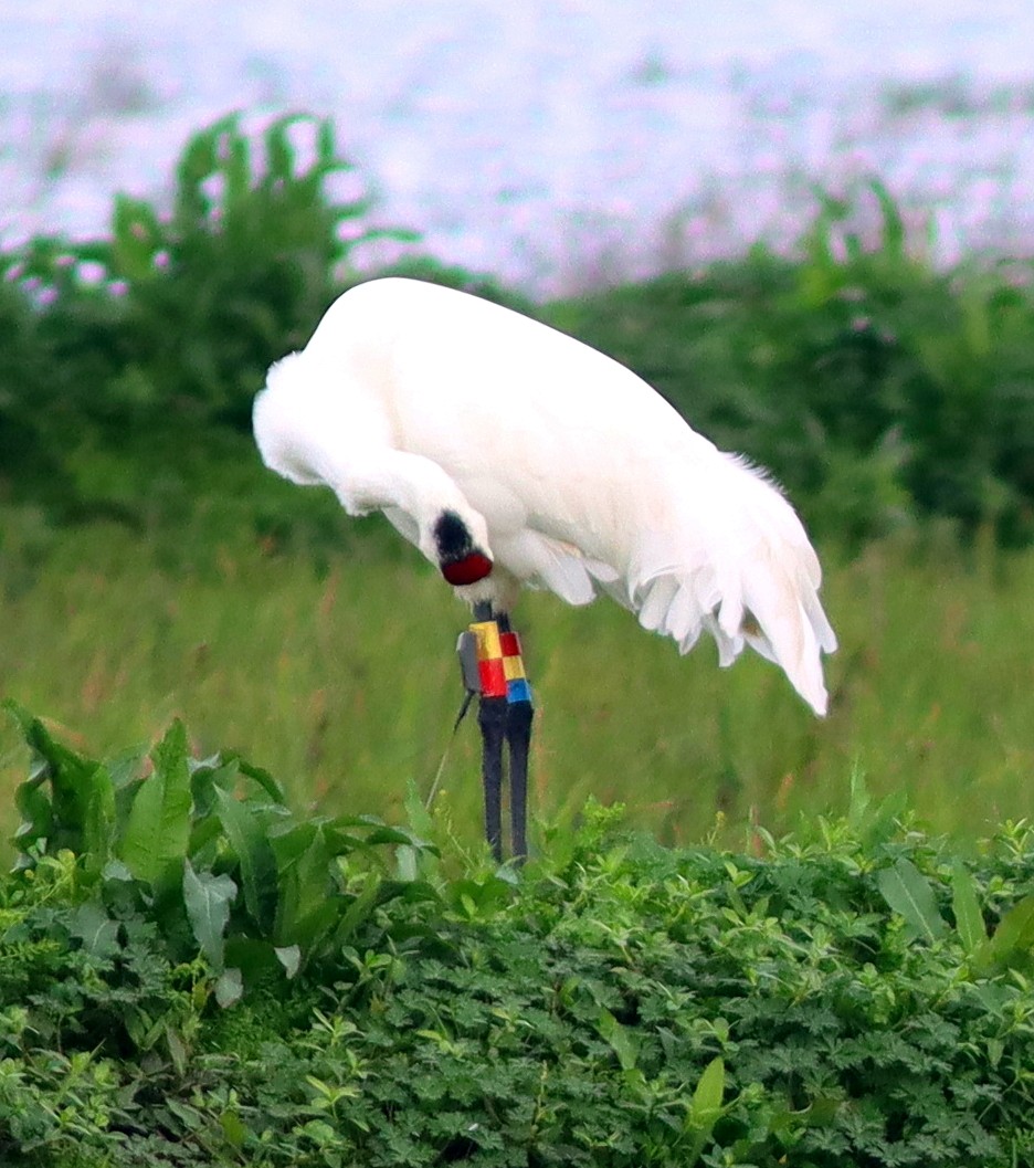 Whooping Crane - Phillip Wallace