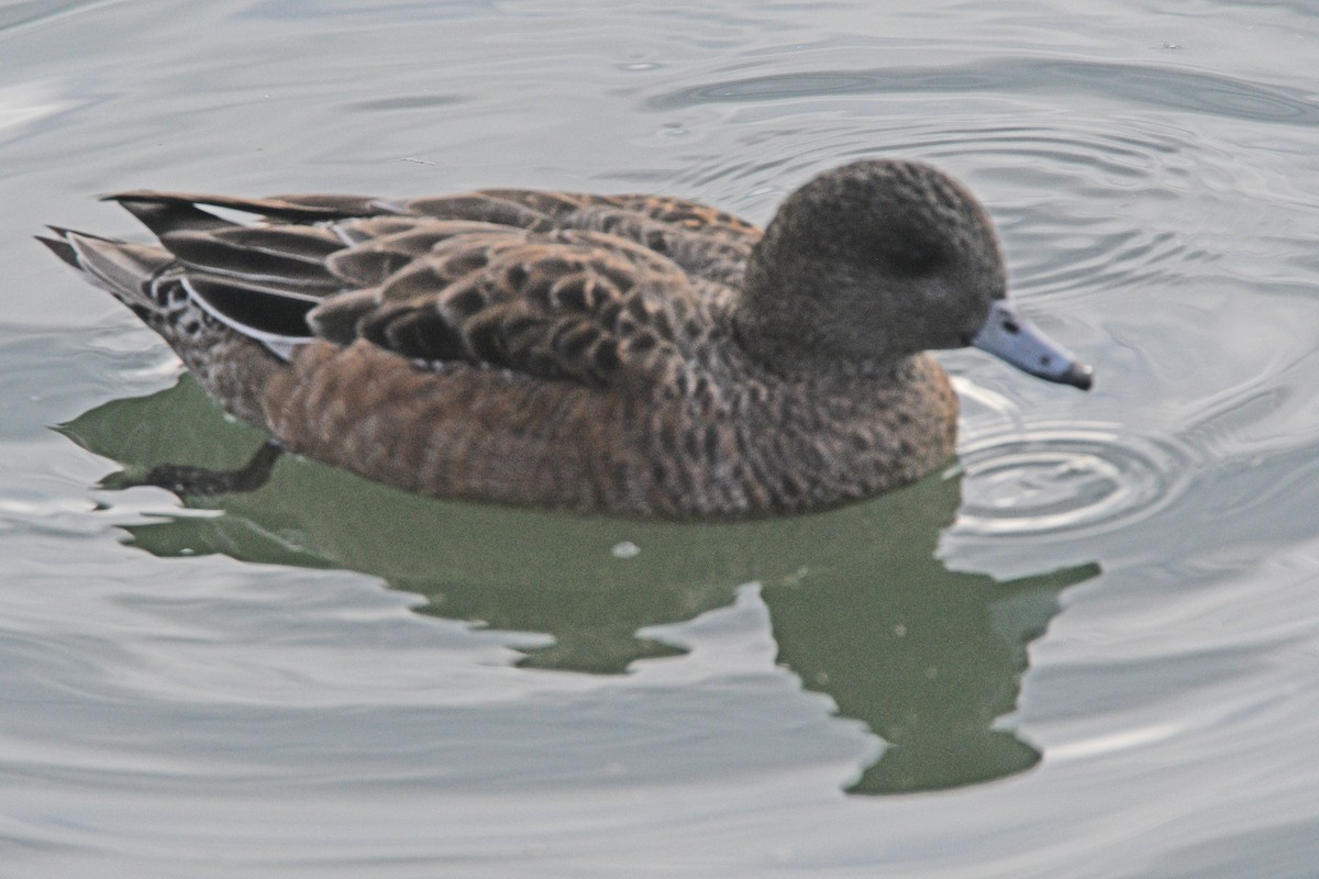 American Wigeon - Glenda Jones