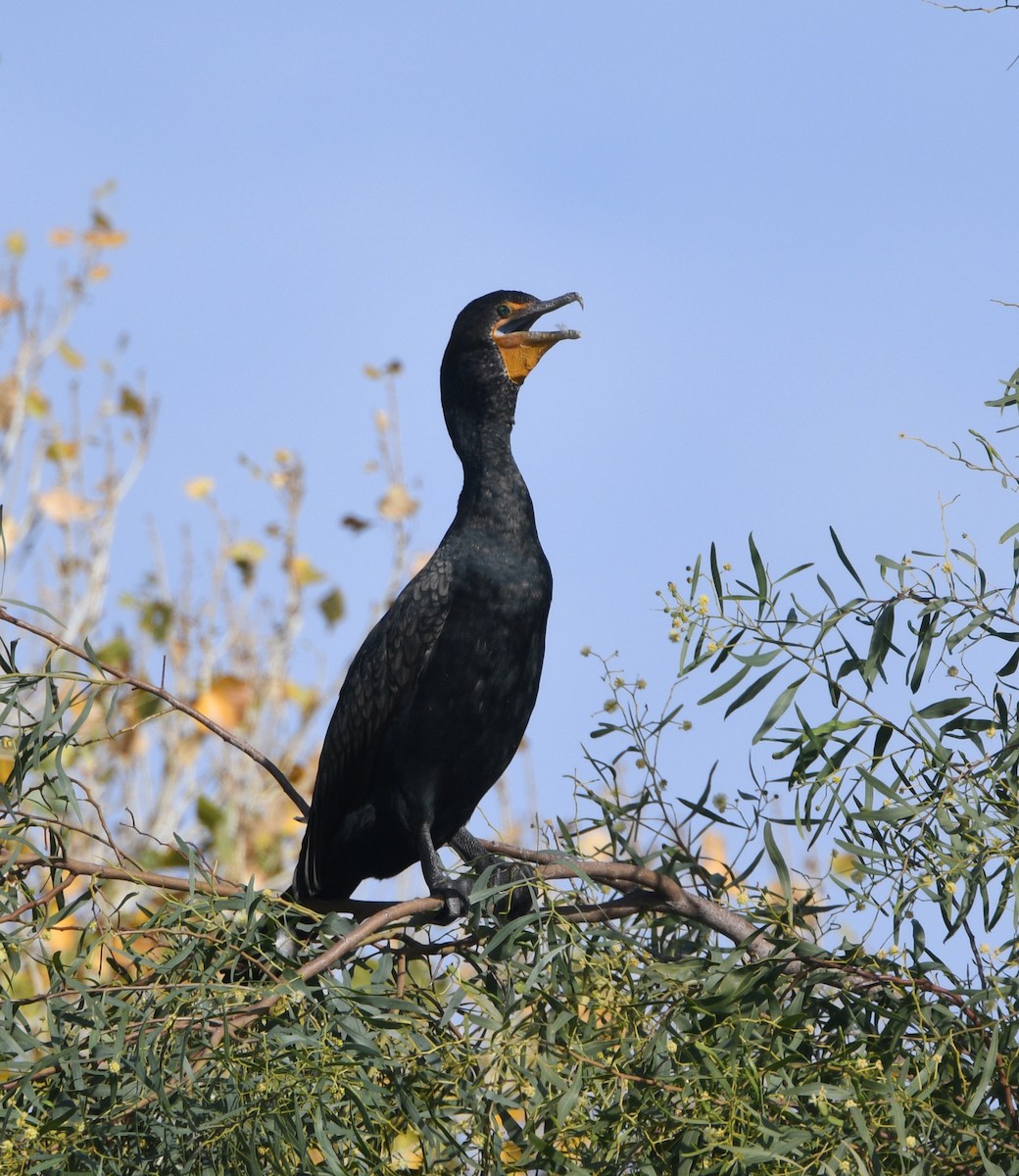 Double-crested Cormorant - ML200583431