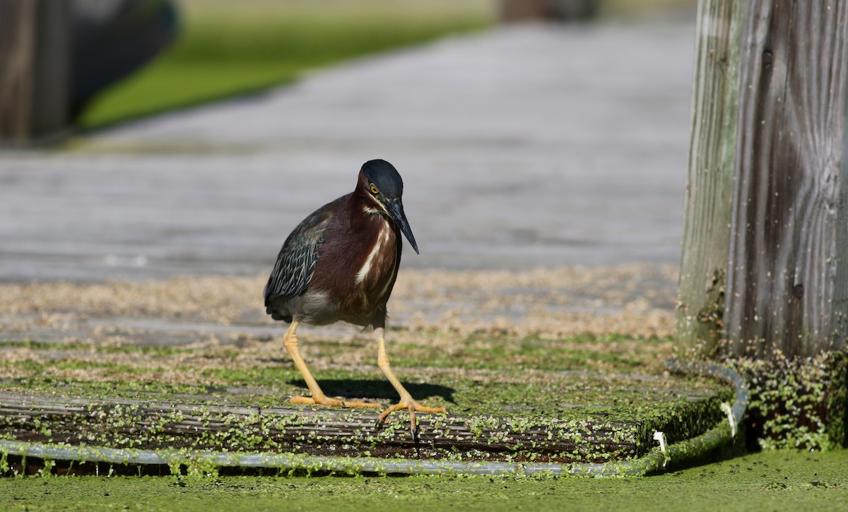 Green Heron - ML20058441