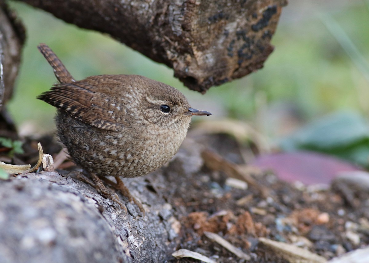 Winter Wren - ML200584491