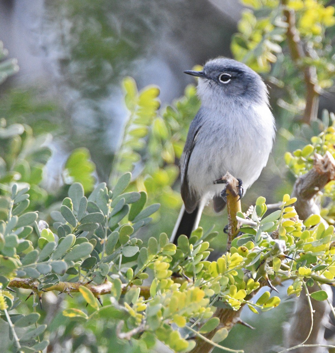 Black-tailed Gnatcatcher - Glenda Jones