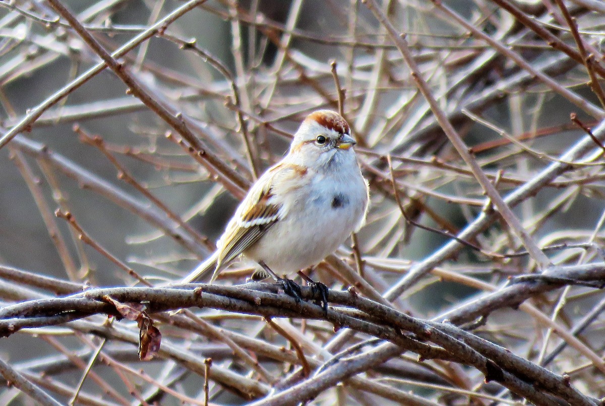 American Tree Sparrow - A. Laquidara