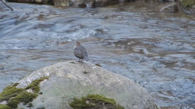 White-throated Dipper - ML200585741