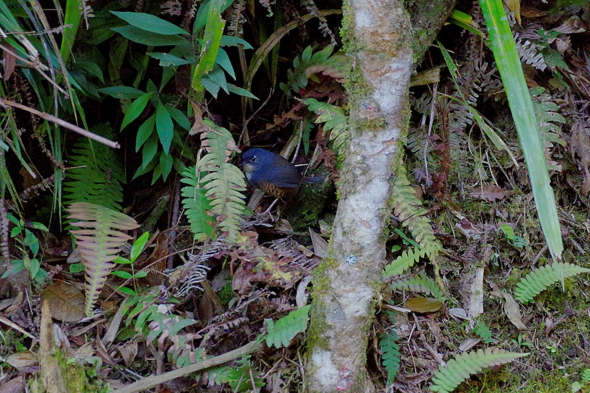 White-breasted Tapaculo - Fernando Lotto