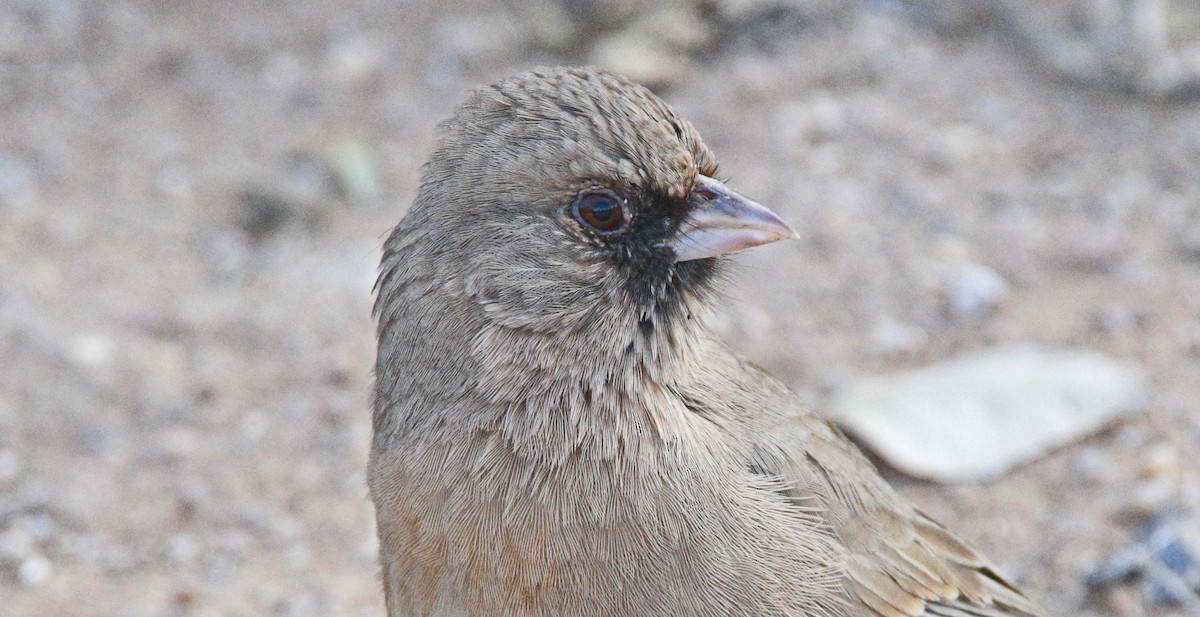 Abert's Towhee - Glenda Jones