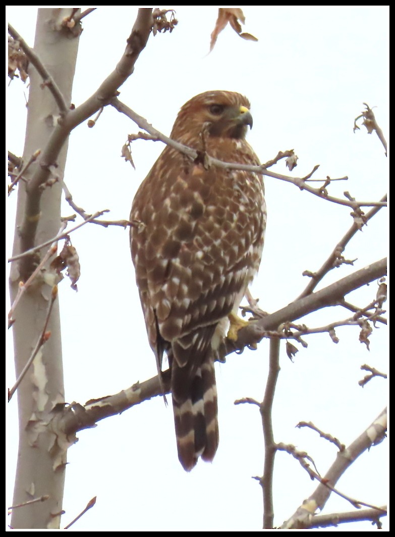 Red-shouldered Hawk - ML200586591