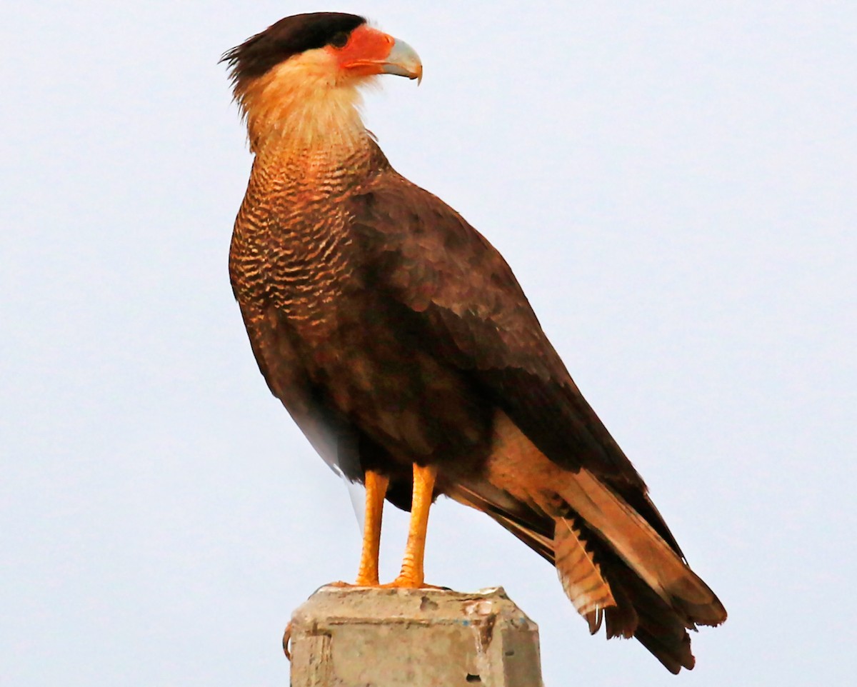 Crested Caracara (Southern) - ML200586801