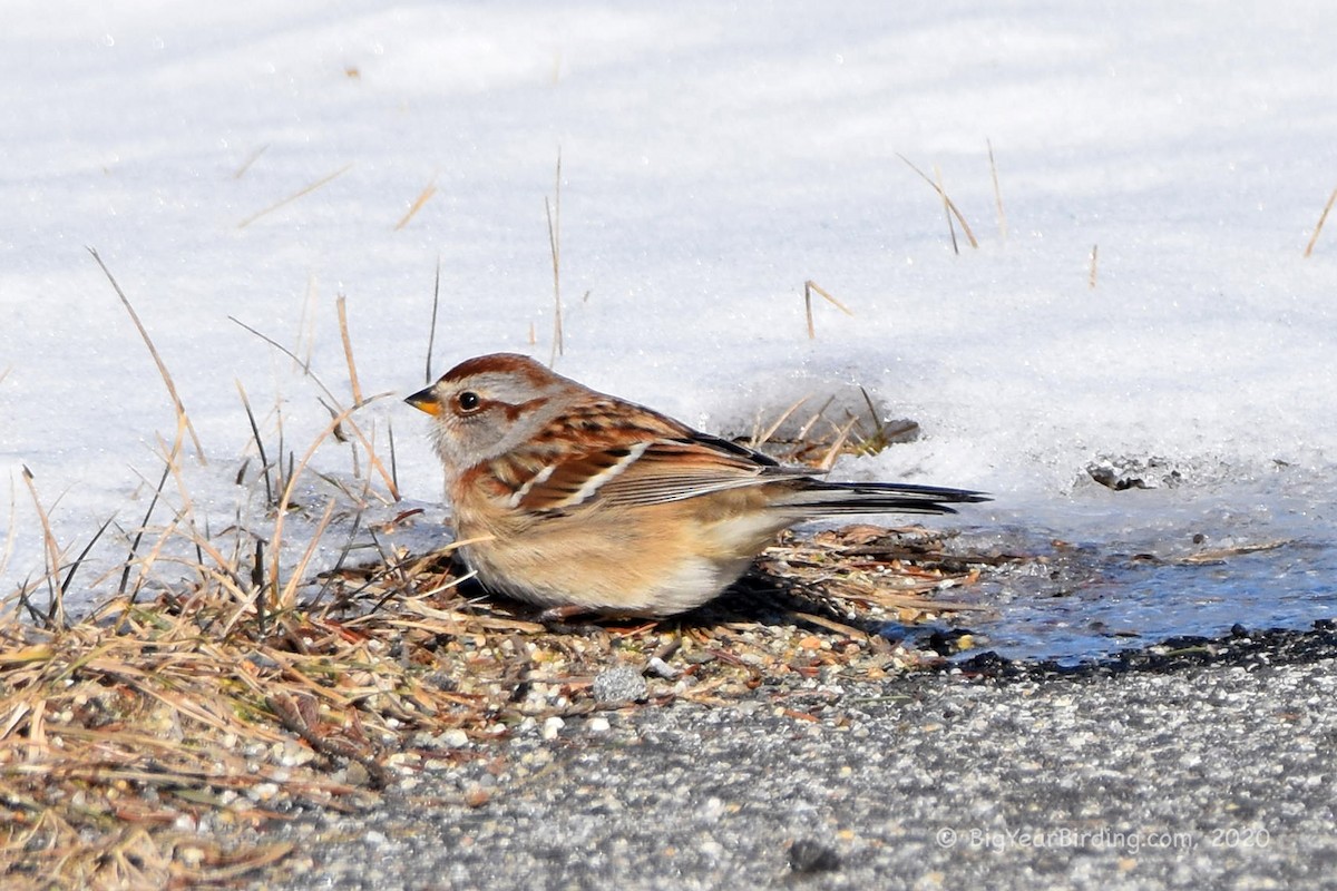 American Tree Sparrow - ML200587281