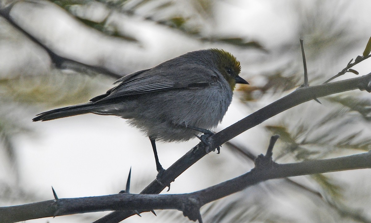 Verdin - Glenda Jones