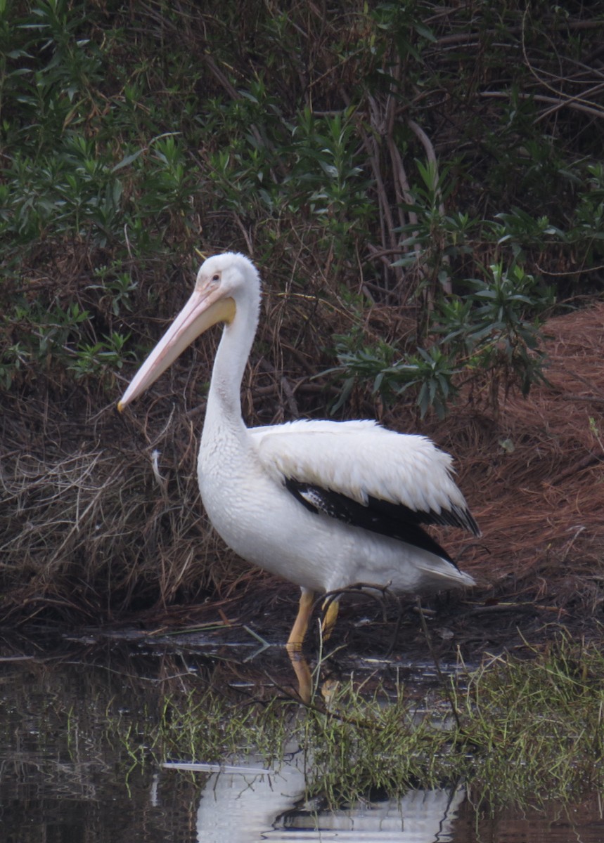 pelikán severoamerický - ML200589521