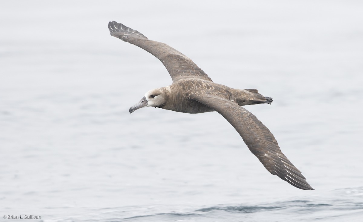 Schwarzfußalbatros - ML20059031