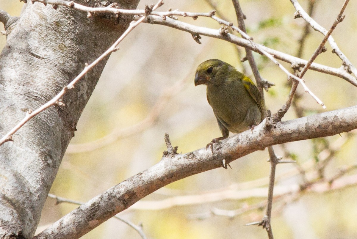 Yellow-shouldered Grassquit - Jeff Gerbracht