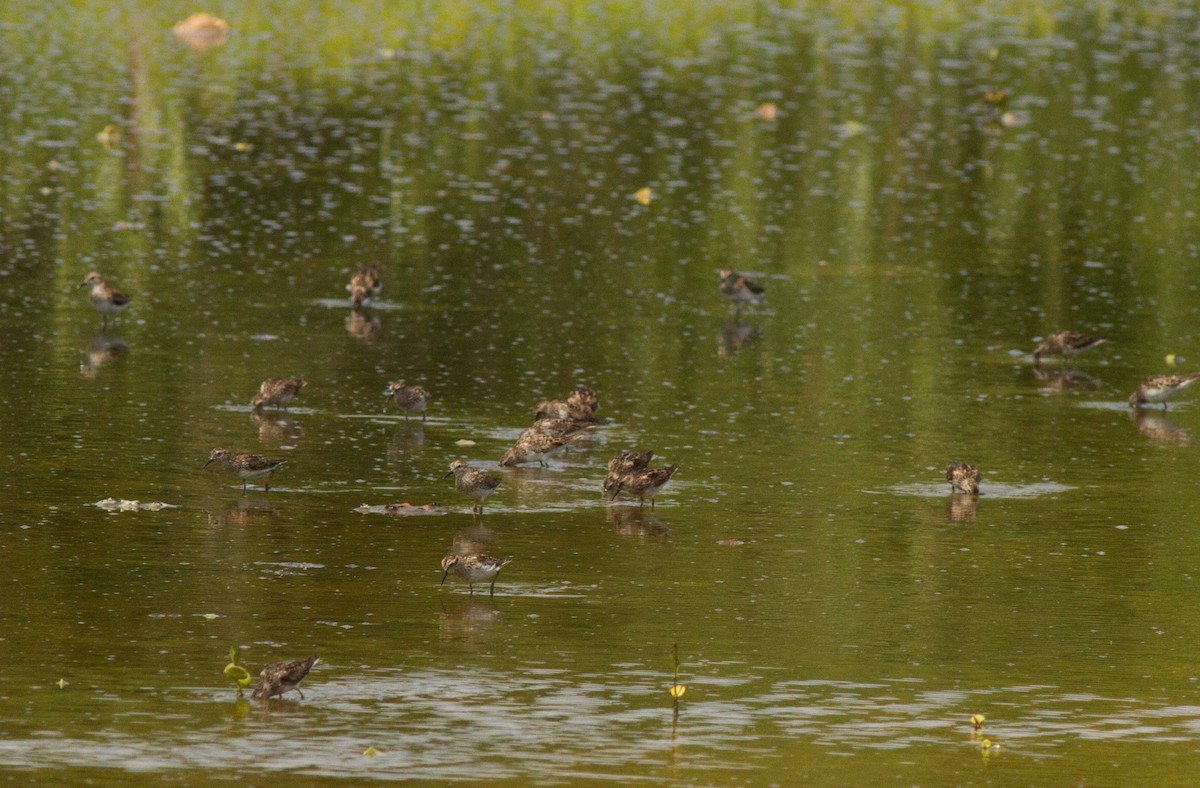 Least Sandpiper - ML20059291