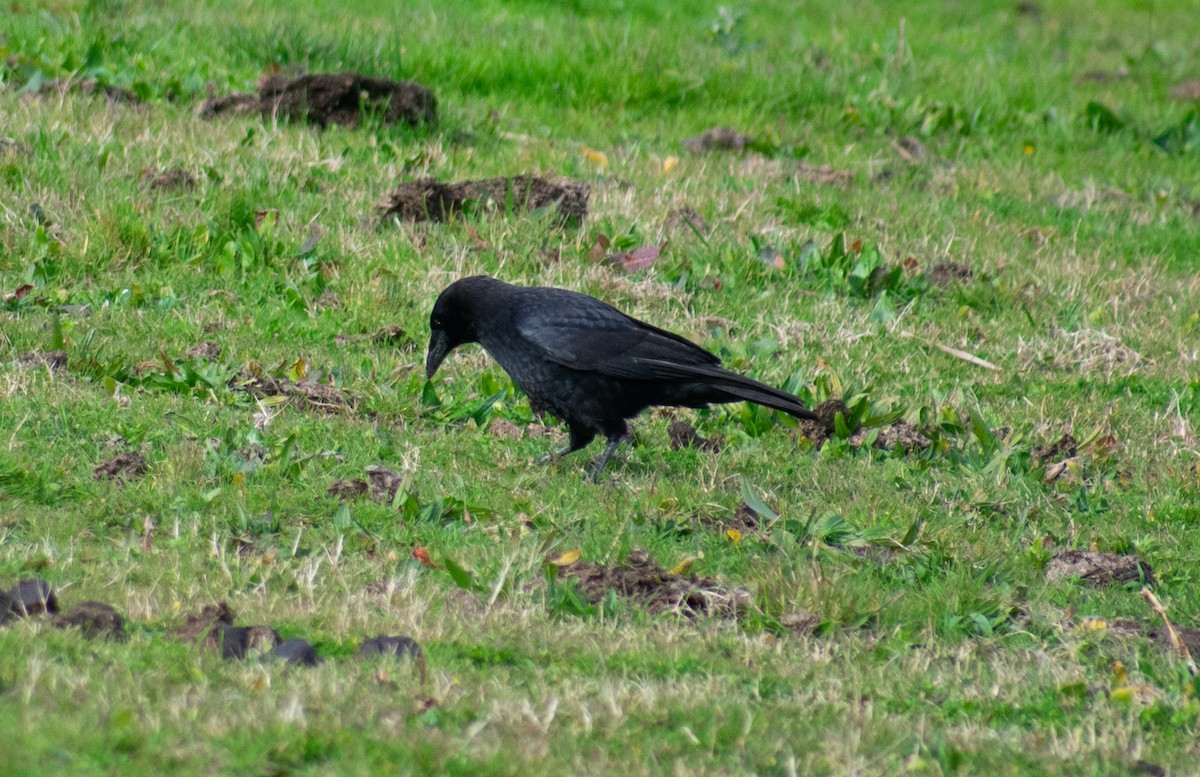 Carrion Crow - João  Esteves