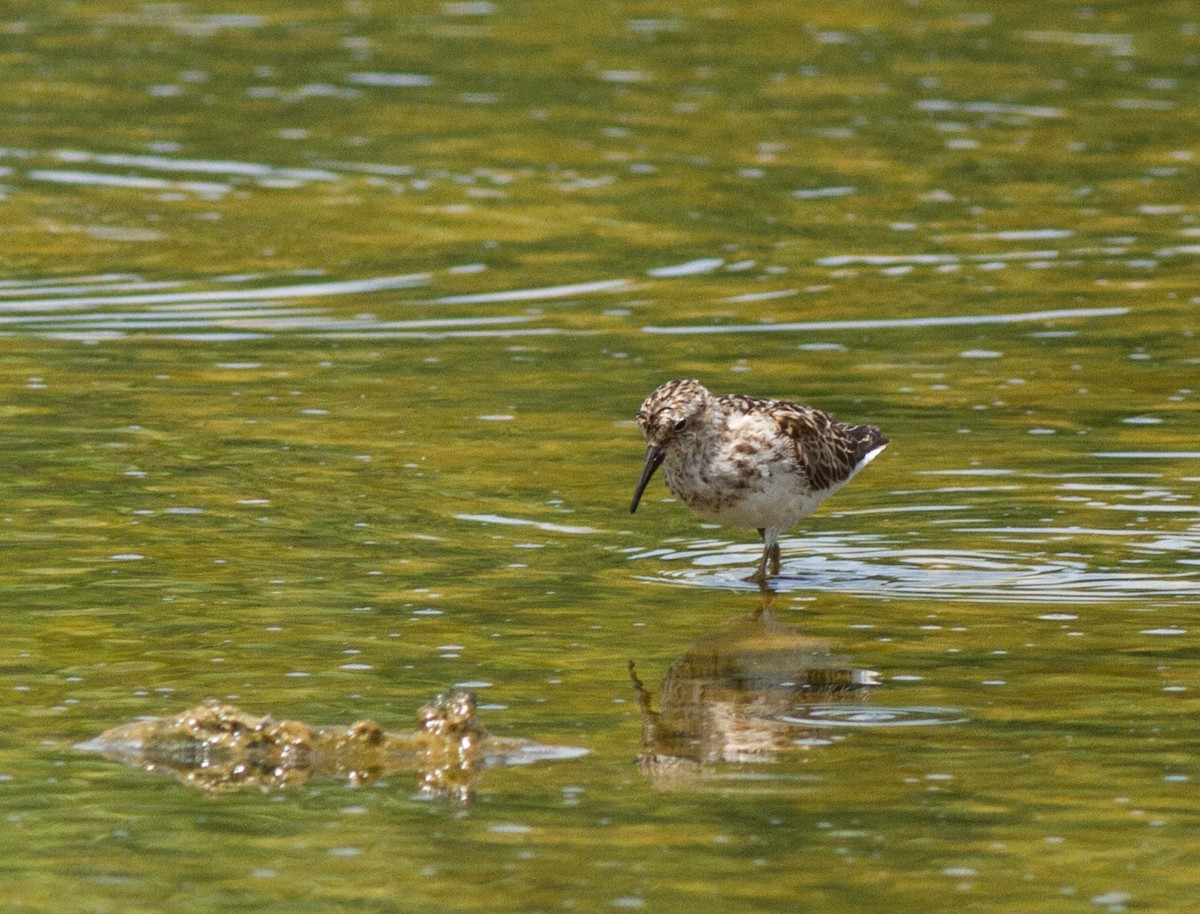 Least Sandpiper - ML20059301