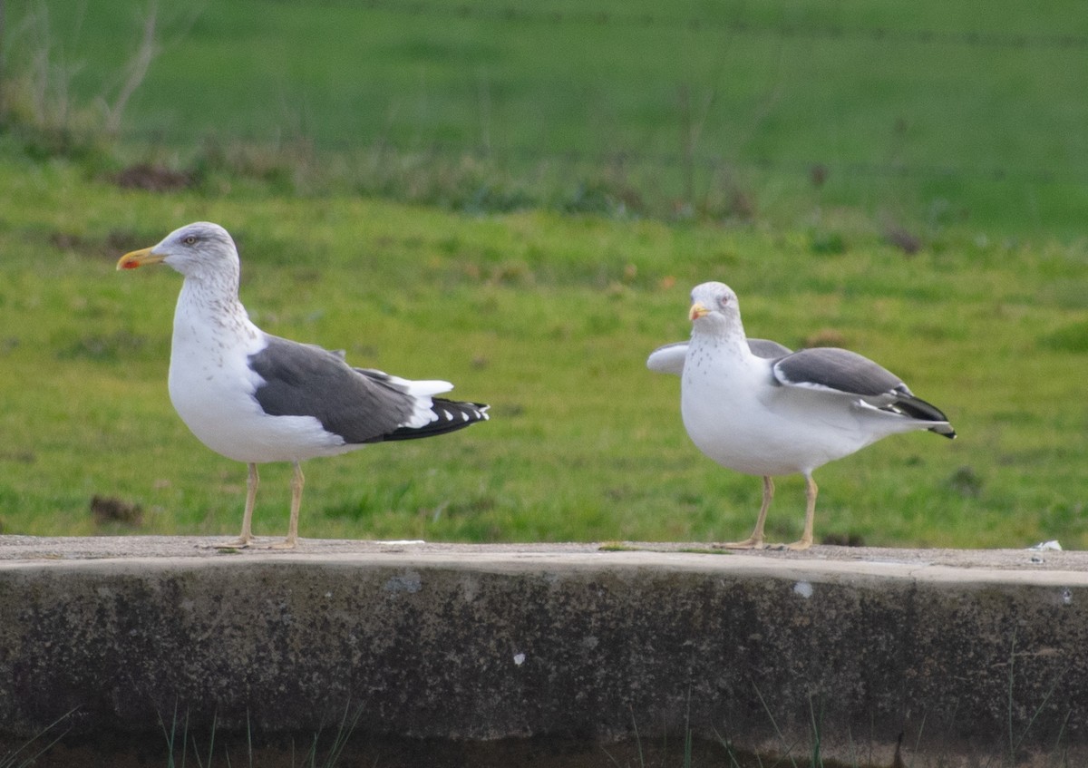 Lesser Black-backed Gull - ML200593011