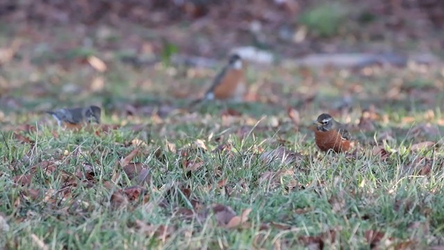 American Robin - ML200593401