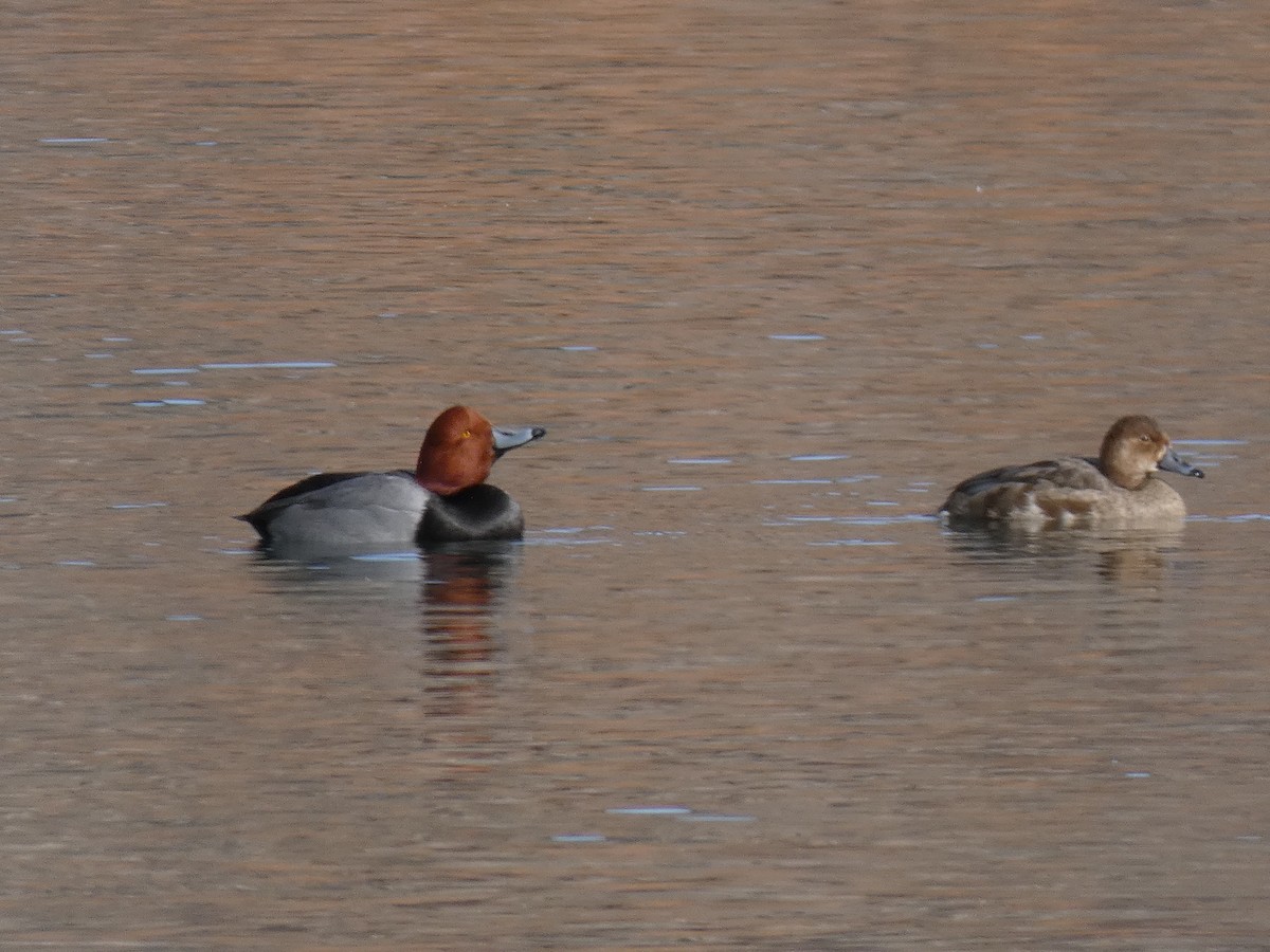 Redhead - ML200594111