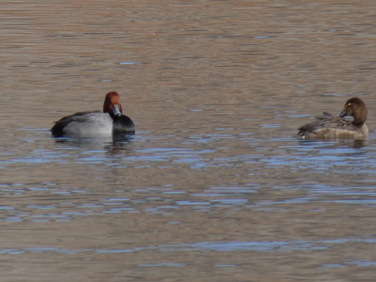 Redhead - ML200594121