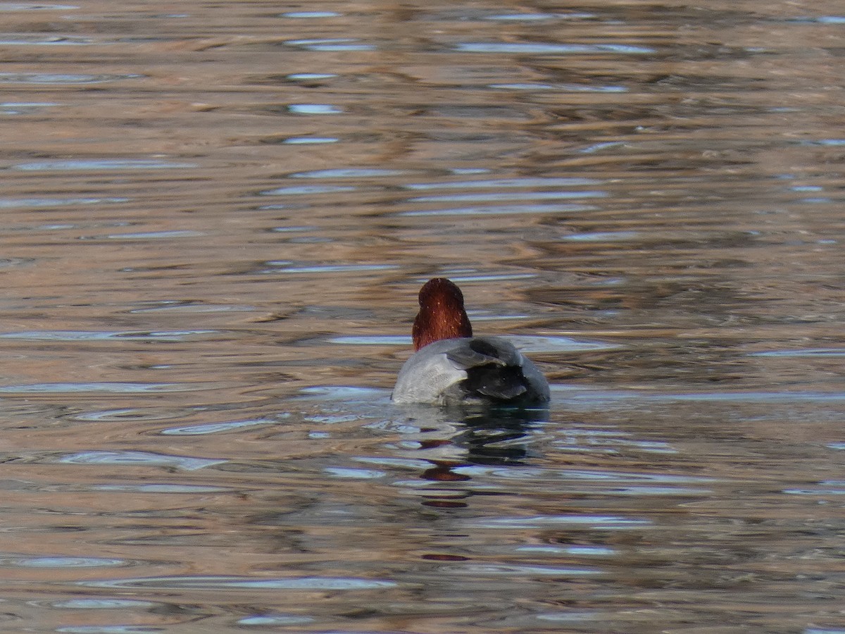 Redhead - ML200594201