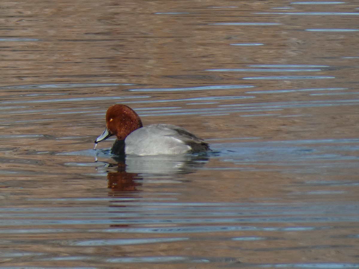 Redhead - ML200594261