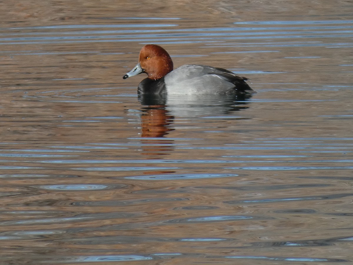 Redhead - ML200594271