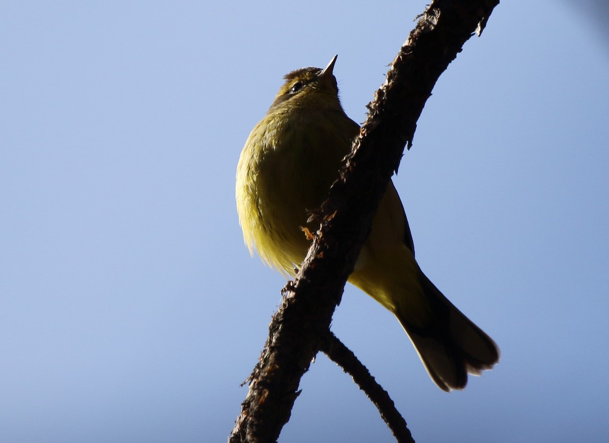 Palm Warbler (Yellow) - ML200596981