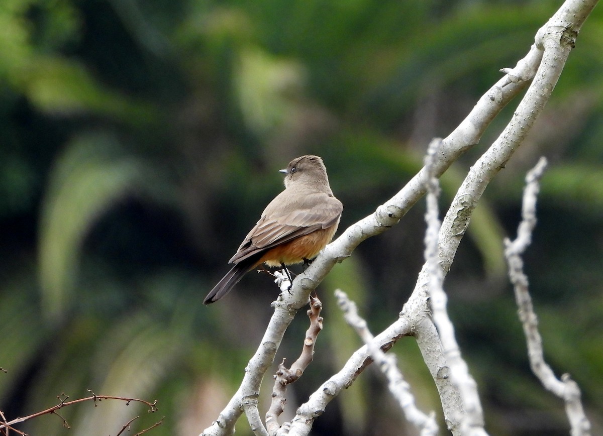 Say's Phoebe - ML200597601