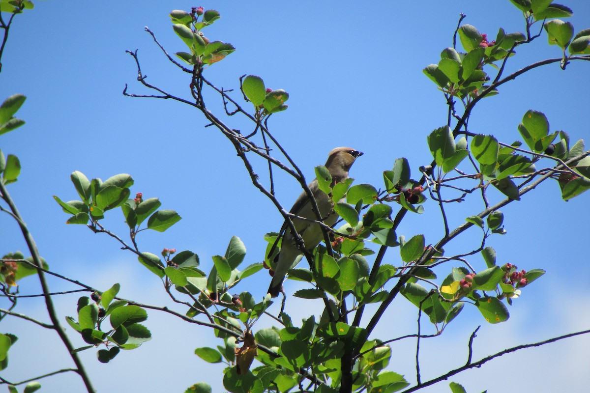 Cedar Waxwing - ML200598371