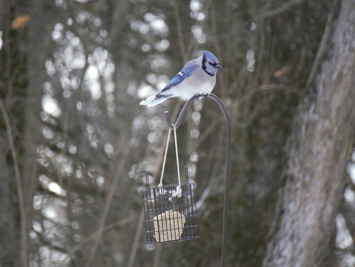 Blue Jay - Michael Miller