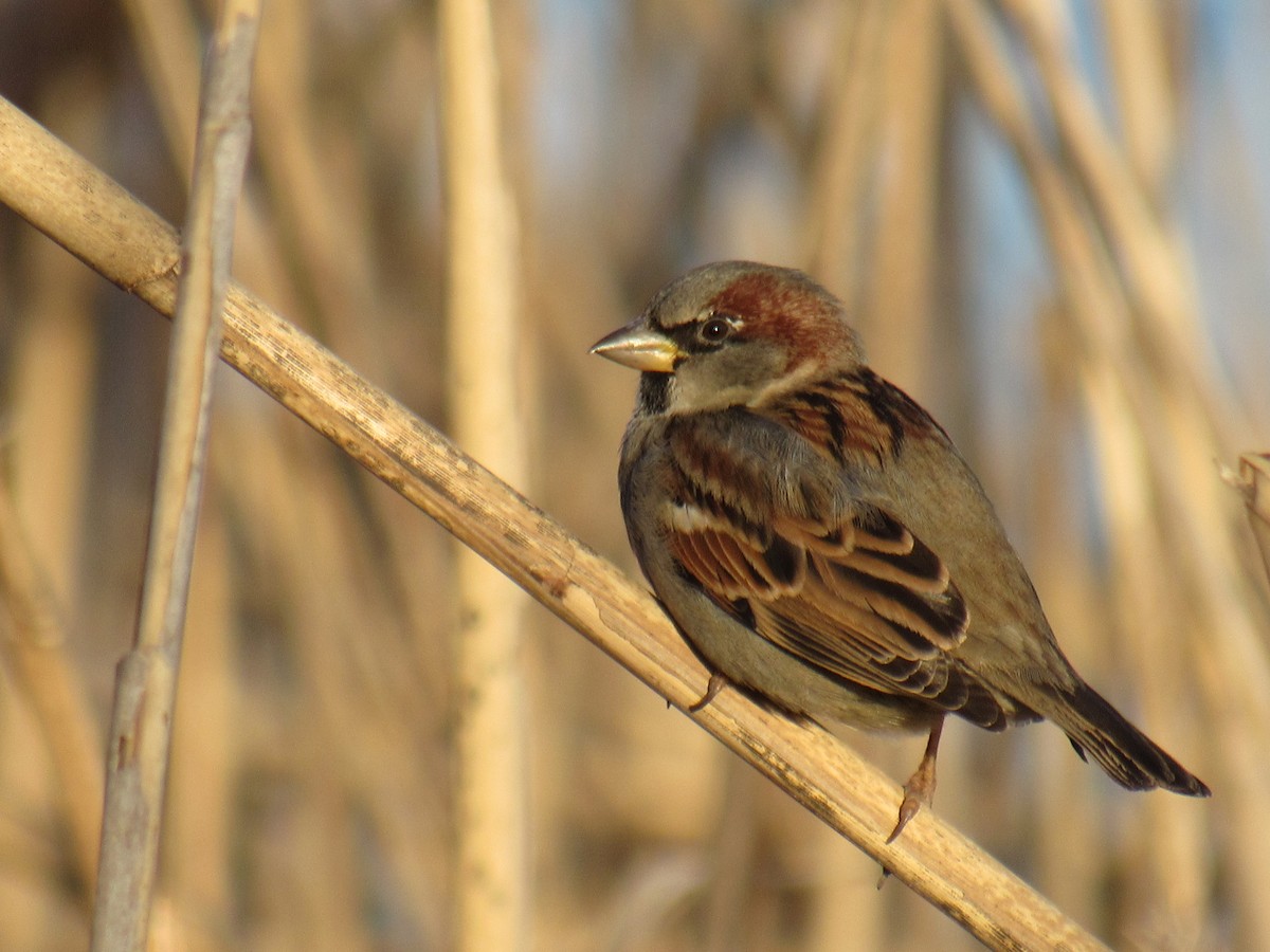 House Sparrow - John Coyle