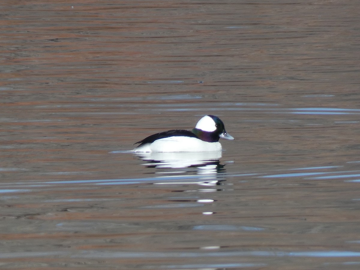 Bufflehead - ML200599281